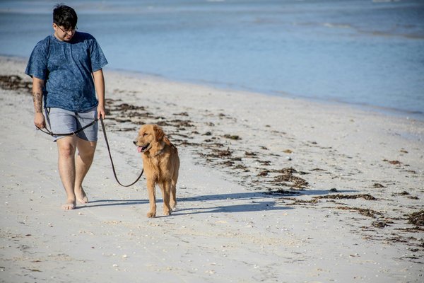 Vacances avec chien : les meilleures destinations en France